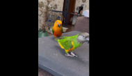 Viral Video: Colorful parrots perform acrobatics for treats