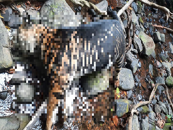 Rare black tiger found dead in Odisha's Similipal Reserve