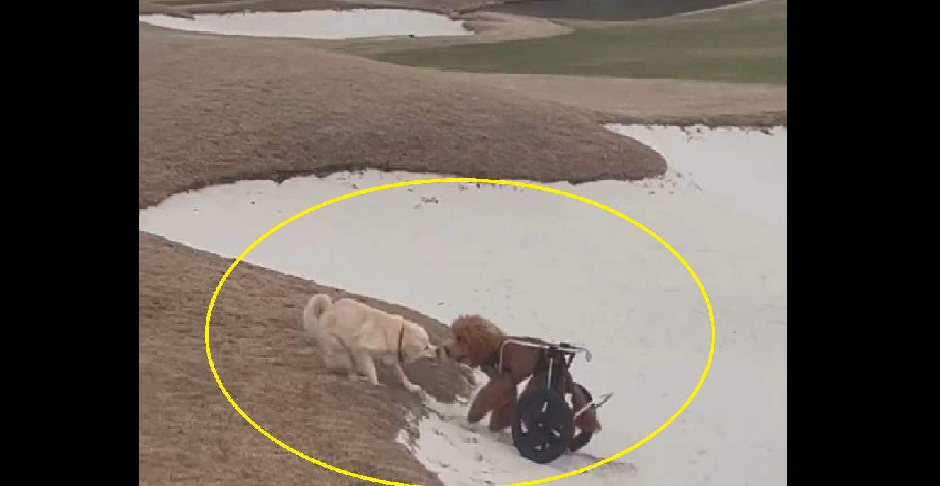 Watch; Adorable doggo helps handicapped buddy; teaches lesson of ‘friendship’