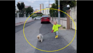 Aww-Dorable: Cute girl tries to walk her furry pooch, leaving internet in splits [WATCH]