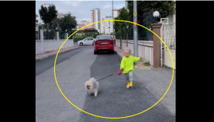 Aww-Dorable: Cute girl tries to walk her furry pooch, leaving internet in splits [WATCH]