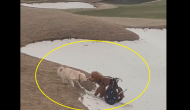 Watch; Adorable doggo helps handicapped buddy; teaches lesson of ‘friendship’