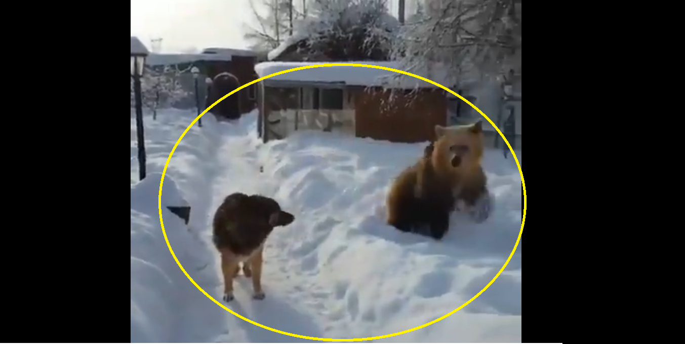 Watch: Playful bear persuades buddy dog to play in snow