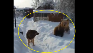 Watch: Playful bear persuades buddy dog to play in snow