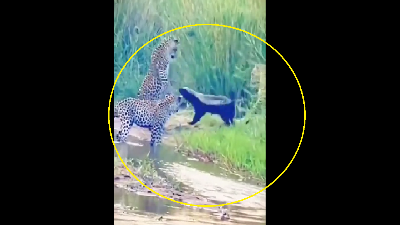 Unbelievable Battle: Watch honey badger fights off three leopards in epic showdown
