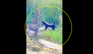 Unbelievable Battle: Watch honey badger fights off three leopards in epic showdown