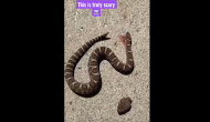 Terrifying: Watch decapitated snake bites own body