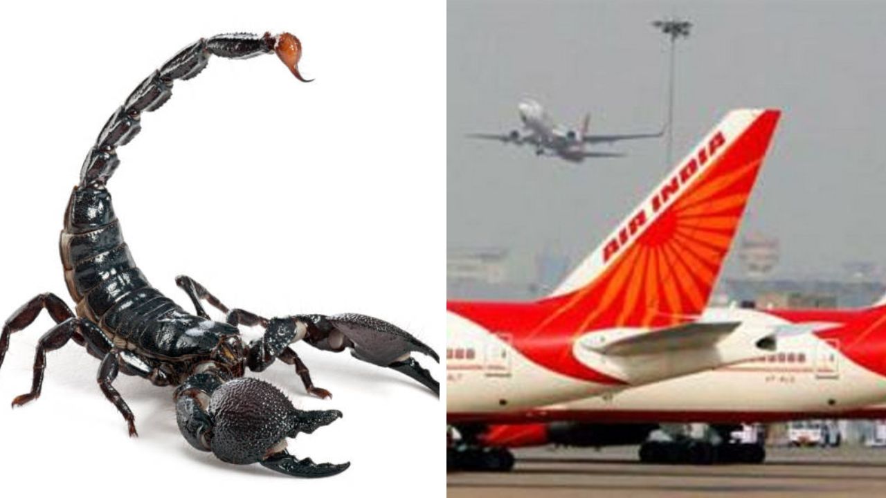 Shocker: Scorpion stings passenger on Air India flight