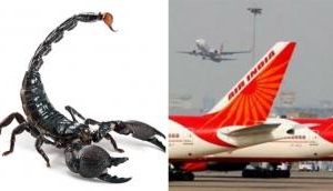 Shocker: Scorpion stings passenger on Air India flight