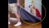 Hilarious: Man playfully crowns his pet dog, leaves internet in splits