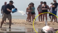 On The Verge Of Death: Watch people rescue great white shark stuck on beach