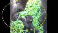 Heartwarming Encounter: Watch baby gorilla meets mighty daddy for first time