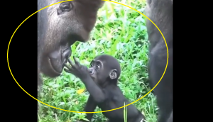 Heartwarming Encounter: Watch baby gorilla meets mighty daddy for first time