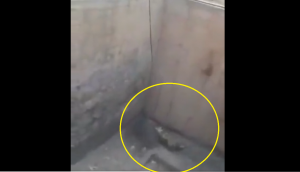 Watch: Man rescues wild fox trapped in pit; internet showers praise