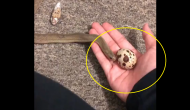 Watch: Tiny snake swallows egg four times its size in astonishing video