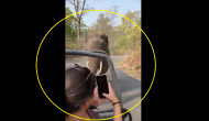Watch: Wild elephant chases safari vehicle as visitors scream; IFS officer urges 'respectful behavior'