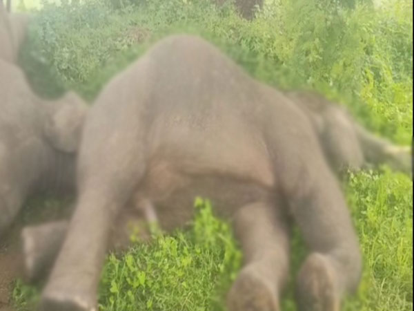 Four elephants die in Andhra's Srikakulam; electrocution suspected