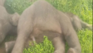 Four elephants die in Andhra's Srikakulam; electrocution suspected
