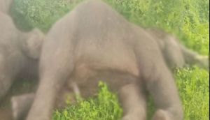 Four elephants die in Andhra's Srikakulam; electrocution suspected
