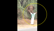 Watch: Man provokes wild elephant, highlights need for respectful wildlife interaction
