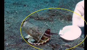 Heartwarming Encounter: Diver convinces tiny octopus to trade plastic cup for seashell