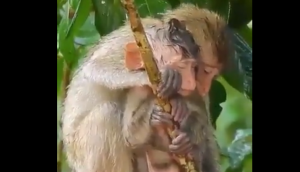 Heartwarming Mother's Day Tribute: Viral clip depicts mother monkey protecting baby amidst storm