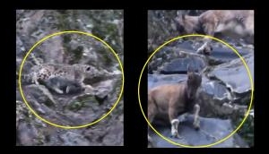‘Not Today’: Watch snow leopard's failed hunt and mountain goat's daring escape
