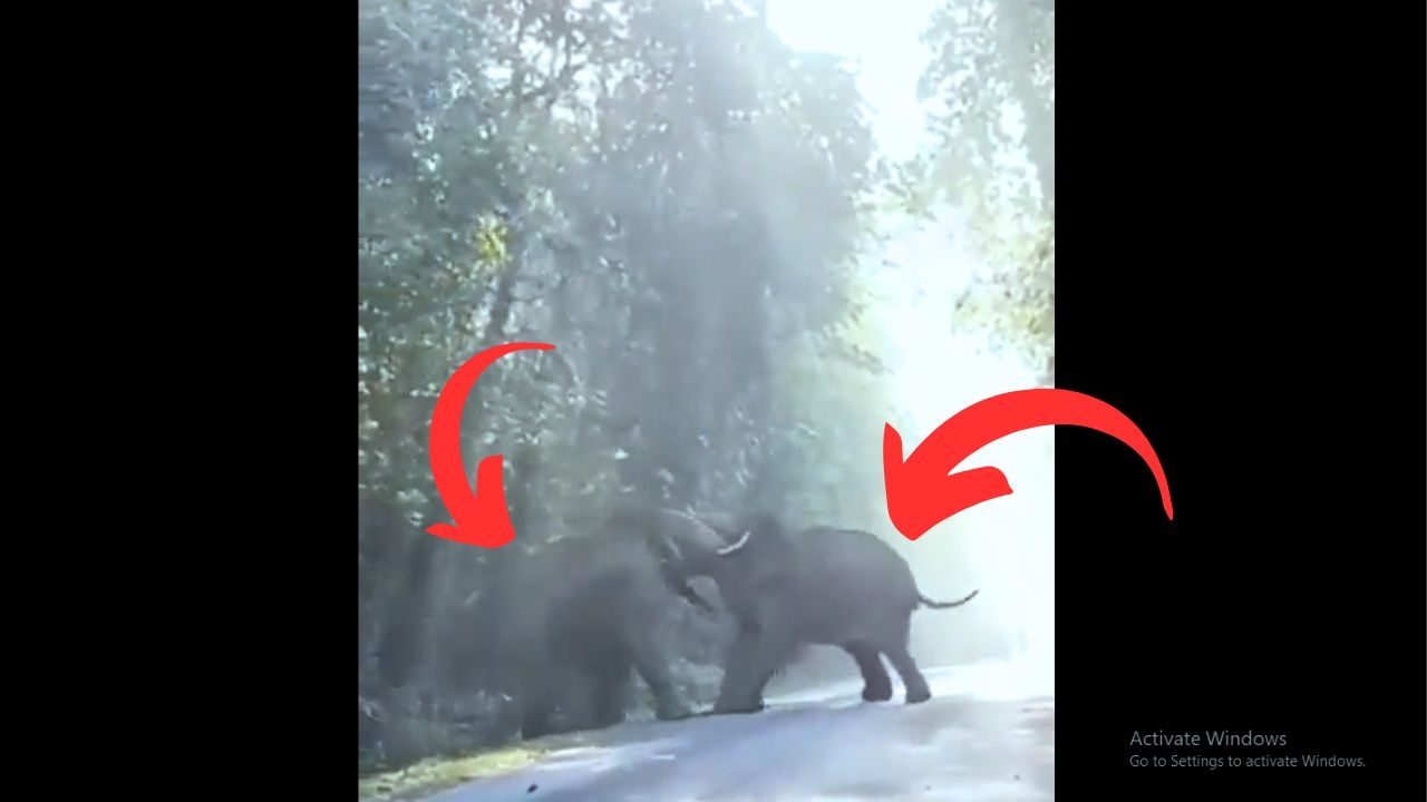 Tuskers Gone Wild: A thunderous duel that shakes the forest