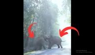 Tuskers Gone Wild: A thunderous duel that shakes the forest