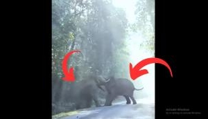 Scary Video: Tuskers Gone Wild