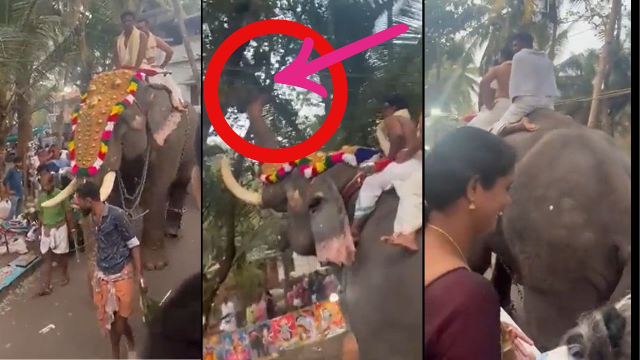 Video with a message for us all: Elephant finds divine delight in Jackfruit amidst religious procession!