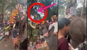 Video with a message for us all: Elephant finds divine delight in Jackfruit amidst religious procession!
