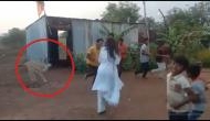 Captivating Video: Blackbuck mirrors devotional dance!