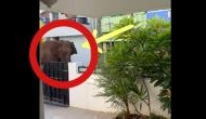 Lost in Urban Maze: Elephant's heartbreaking quest for home amidst Tamil Nadu's concrete Jungle