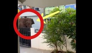 Lost in Urban Maze: Elephant's heartbreaking quest for home amidst Tamil Nadu's concrete Jungle