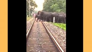 Captivating Video: Simple solution to reduce elephant deaths on railway tracks