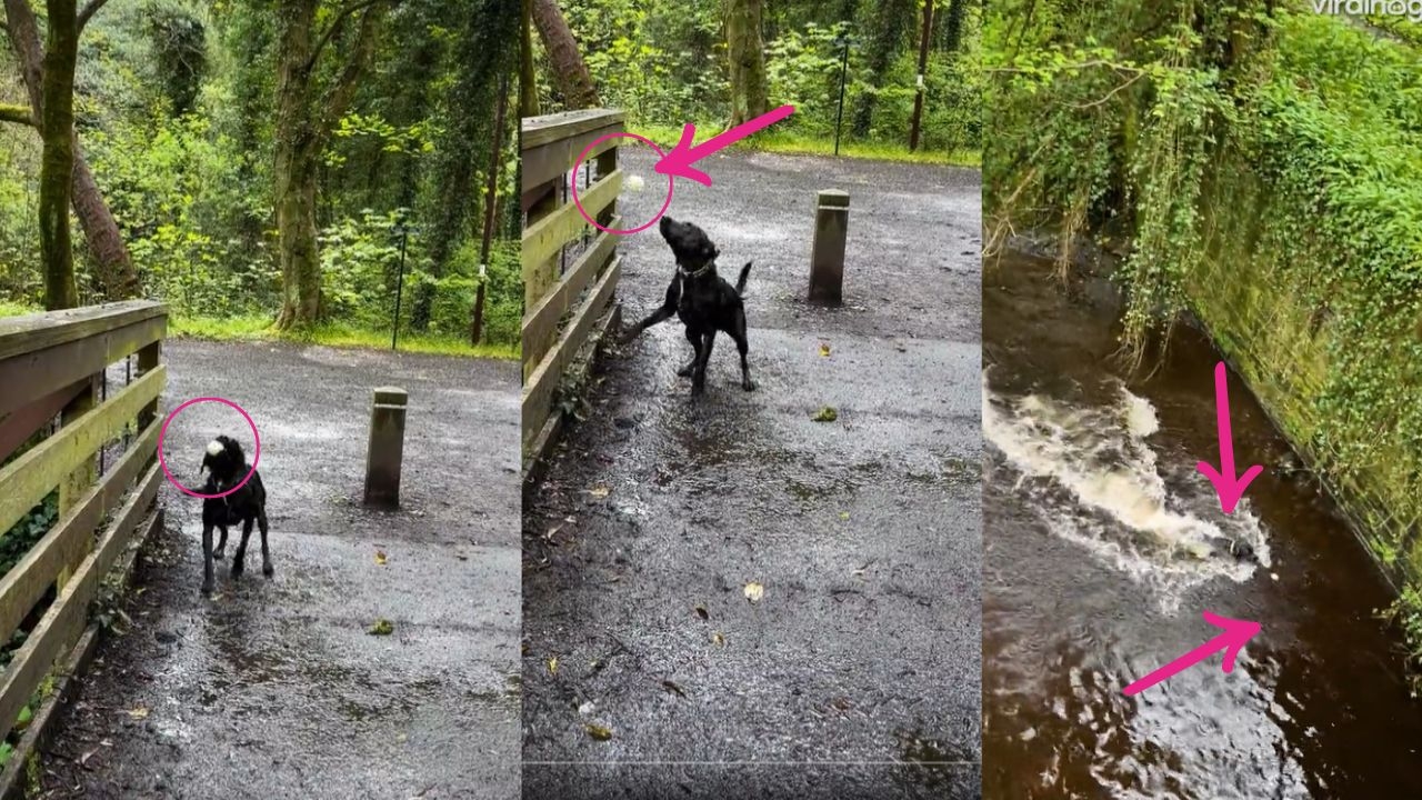 Who Needs Humans? Clever dog masters fetch game solo with spectacular style!