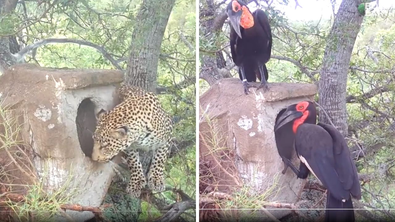 Tragic Loss in the Wild: A heartbreaking tale of love and sorrow for mother and father bird