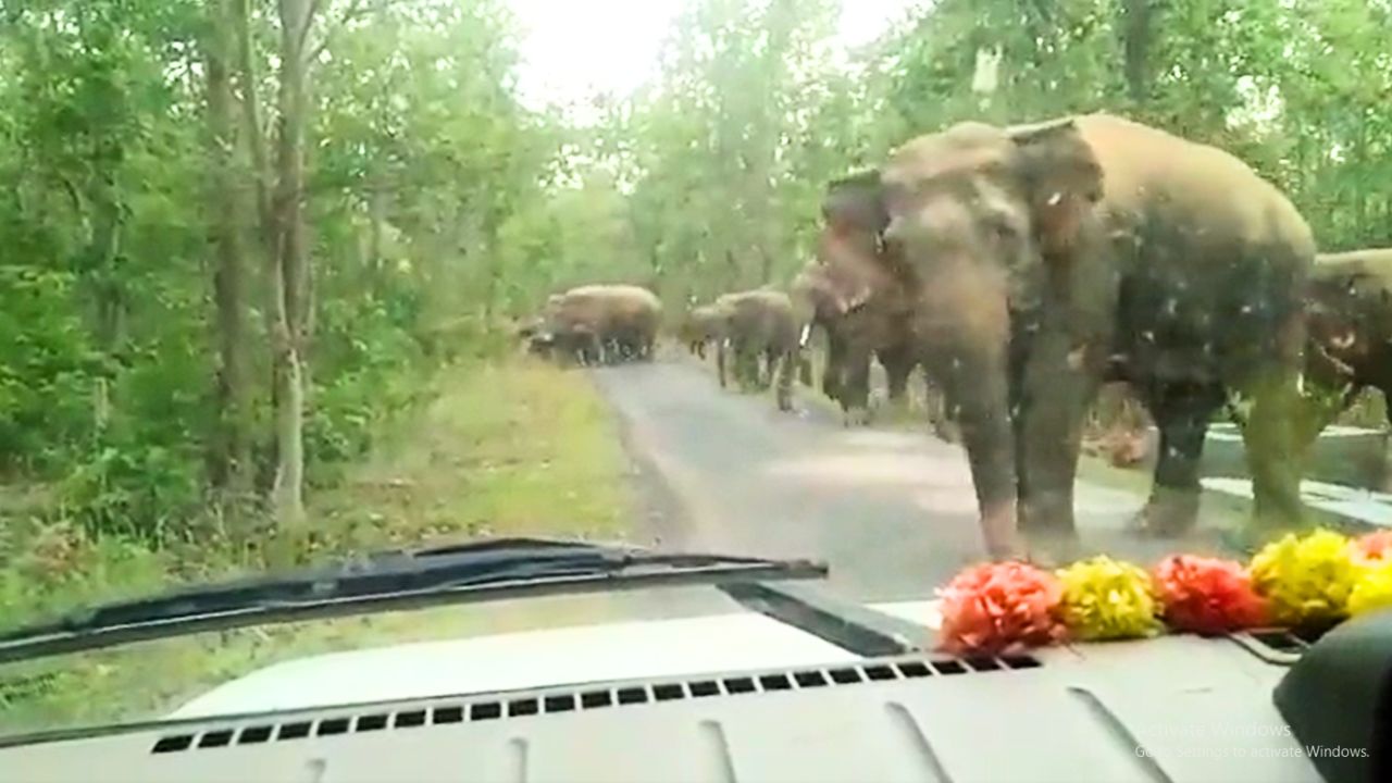 The Grateful Matriarch: An Elephant's heartfelt thanks to forest officials