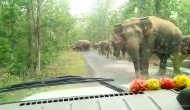 The Grateful Matriarch: An Elephant's heartfelt thanks to forest officials