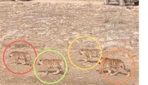Captivating Sight: Tiger cubs march in sync towards their mother
