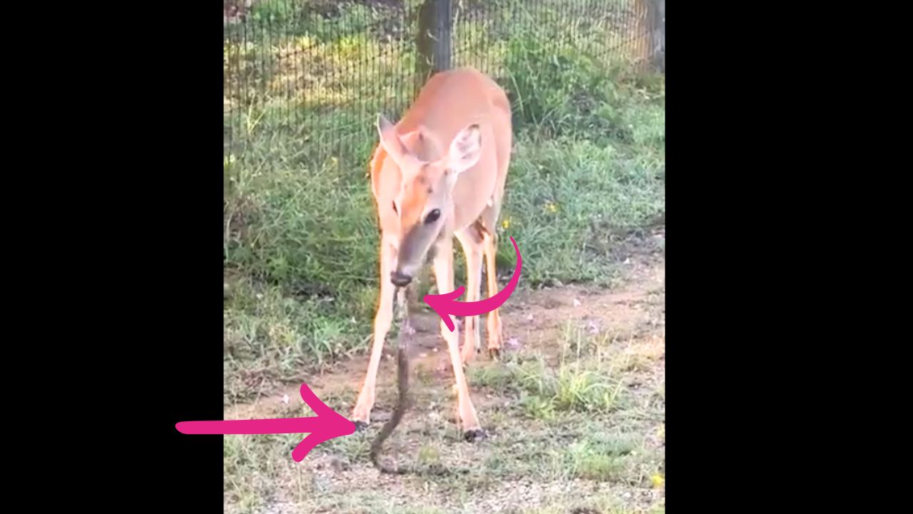 Unbelievable Footage: Herbivorous animal caught on camera devouring snake