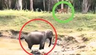 When the gentle giant asserts its dominance: Elephant chases tiger away