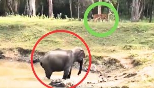 When the gentle giant asserts its dominance: Elephant chases tiger away