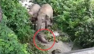 Heartbreaking Video: Mother elephant carries deceased calf for 2 km, desperately seeks revival