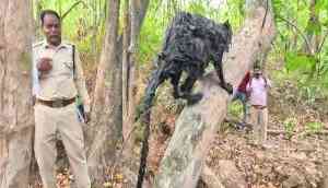 Flying squirrel in Korba