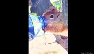 Video: Man forms bond with thirsty squirrel