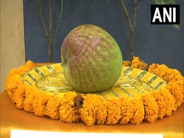 World's most expensive mango 'Miyazaki' showcased at Raipur Mango Festival