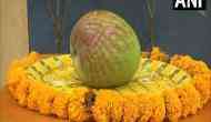 World's most expensive mango 'Miyazaki' showcased at Raipur Mango Festival