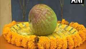 World's most expensive mango 'Miyazaki' showcased at Raipur Mango Festival